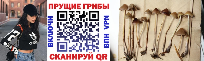 закладки  Новый Уренгой  Псилоцибиновые грибы MAGIC MUSHROOMS 
